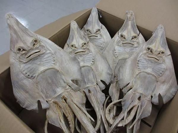 詳解養龍魚的風水忌諱，養龍魚的風水忌諱