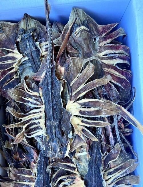 魟魚曬干后的圖片【[需手動填充]魚曬干后的形態與其水中游弋時的優雅形象形成強烈反差】