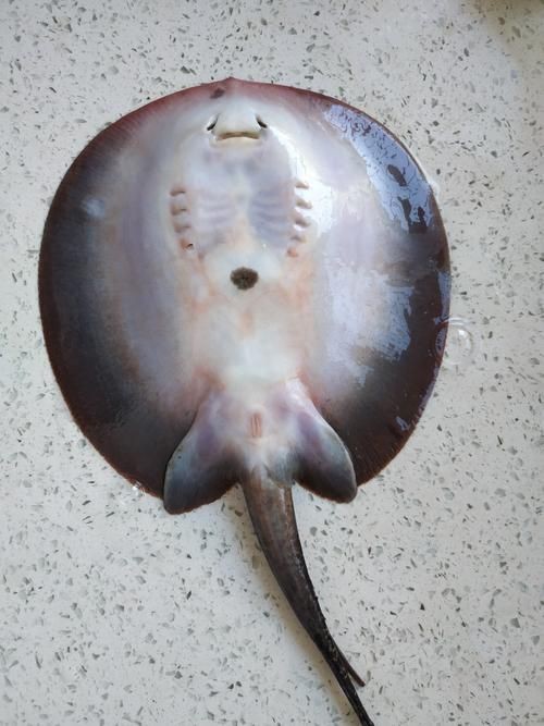 魟魚曬干后的圖片【[需手動填充]魚曬干后的形態與其水中游弋時的優雅形象形成強烈反差】