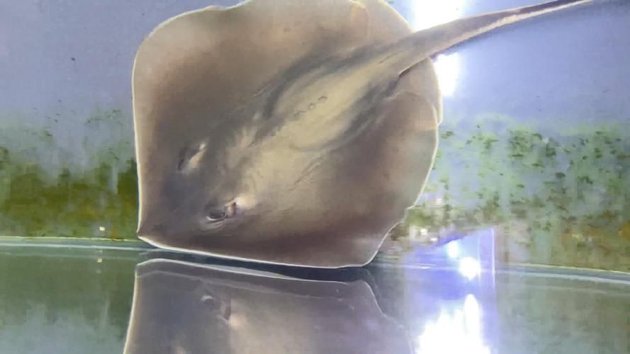 魟魚曬干后的圖片【[需手動填充]魚曬干后的形態與其水中游弋時的優雅形象形成強烈反差】