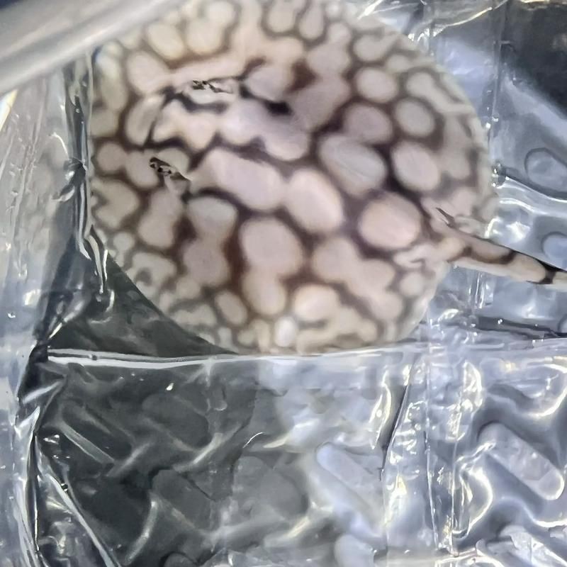 魟魚曬干后的圖片【[需手動填充]魚曬干后的形態與其水中游弋時的優雅形象形成強烈反差】
