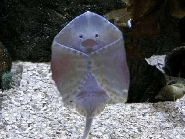 魟魚曬干后的圖片【[需手動填充]魚曬干后的形態與其水中游弋時的優雅形象形成強烈反差】