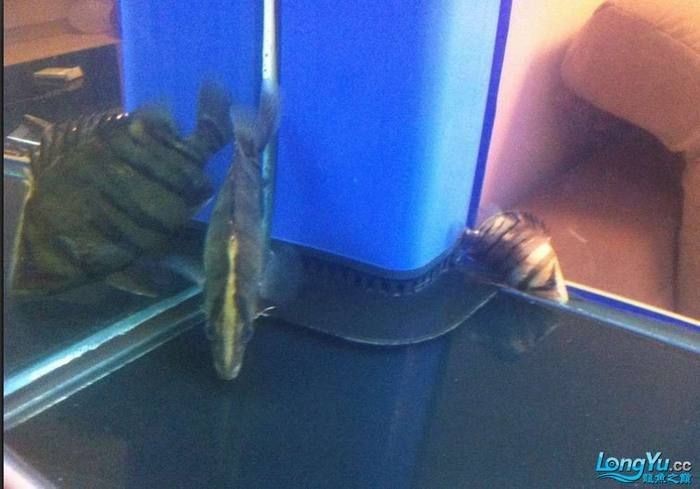 虎魚(yú)為什么越養(yǎng)越黑【虎魚(yú)體色變黑怎么辦】
