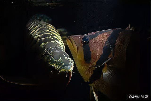 虎魚(yú)為什么越養(yǎng)越黑【虎魚(yú)體色變黑怎么辦】