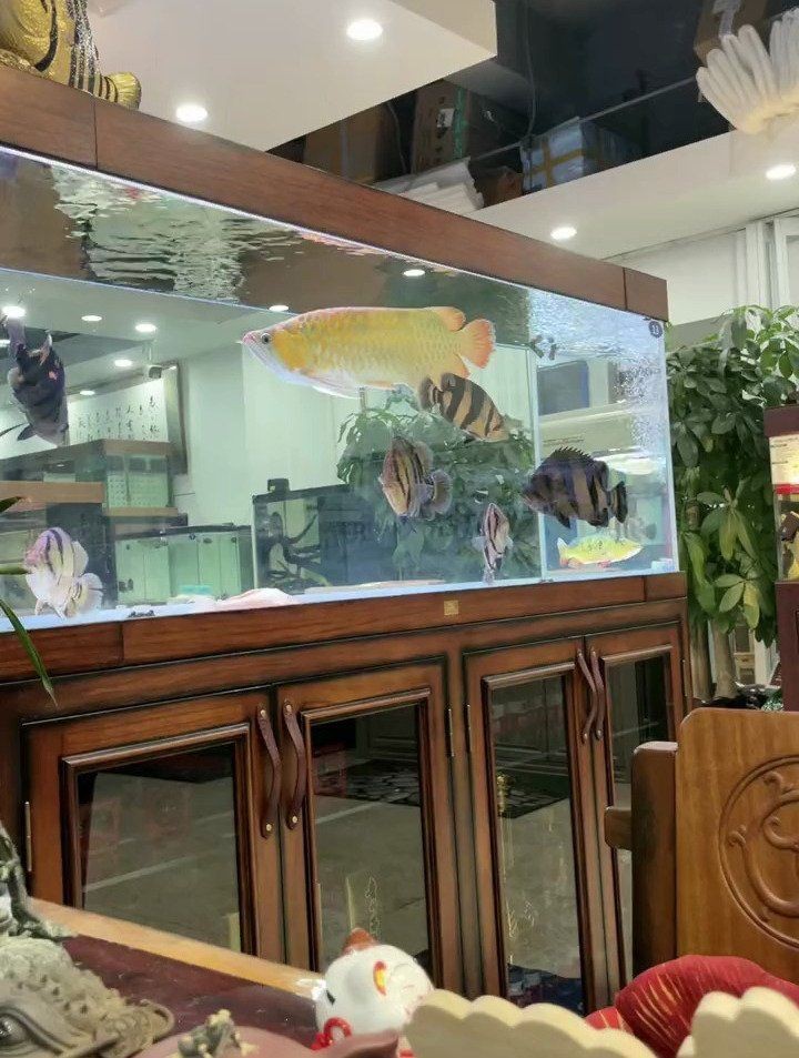 虎魚(yú)為什么越養(yǎng)越黑【虎魚(yú)體色變黑怎么辦】