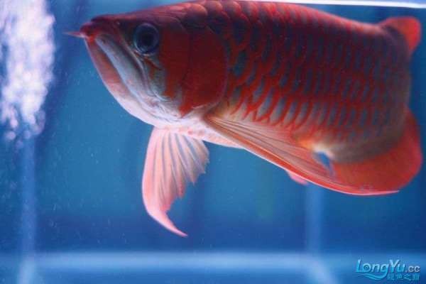 養(yǎng)龍魚有什么忌諱【養(yǎng)龍魚要避免的5個大忌!】