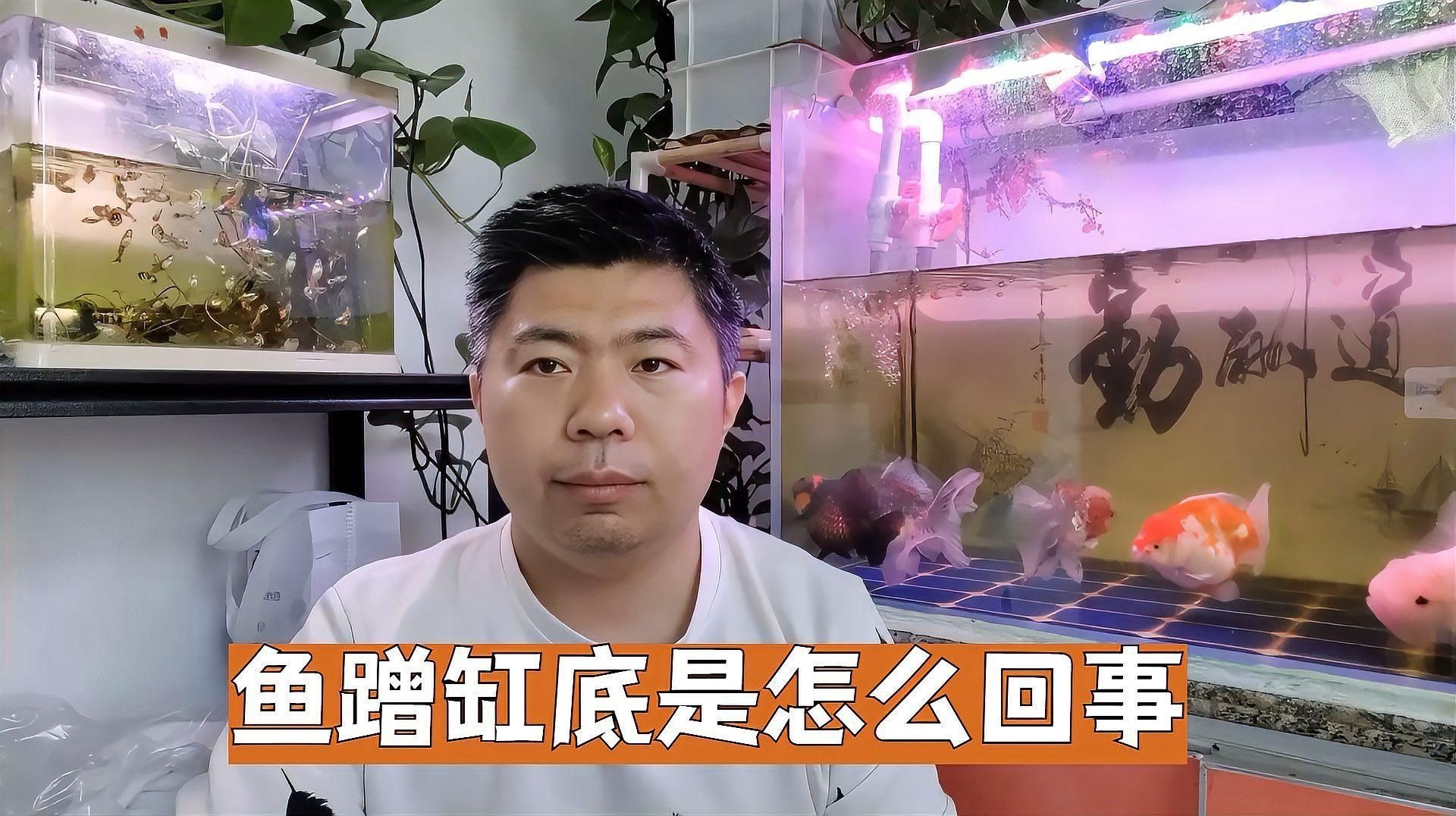 藍底金龍魚蹭缸怎么辦【甜甜莓莓醬魚蹭缸底是怎么回事】