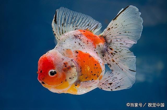 龍魚能隨便送人嗎【《山海經》——龍魚】