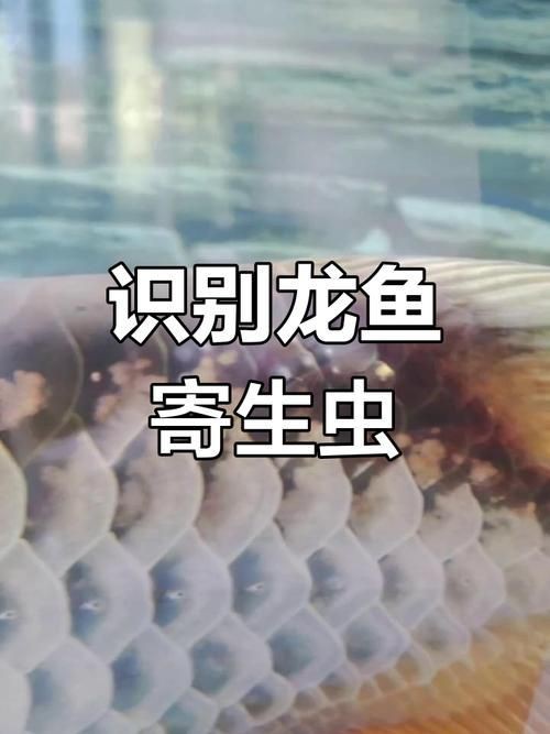 金龍魚寄生蟲圖片【關于金龍魚寄生蟲感染的詳細圖文分析】