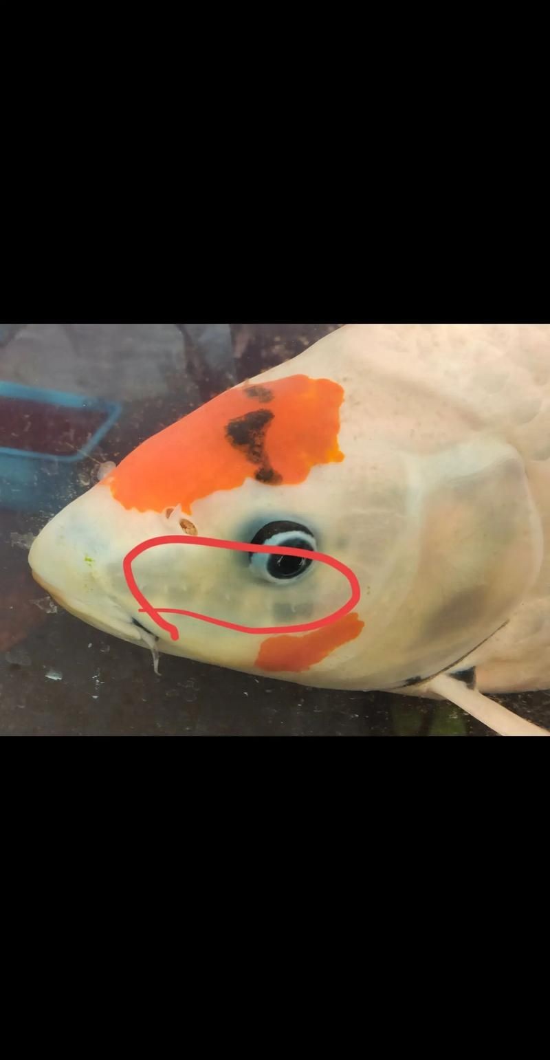 金龍魚寄生蟲圖片【關于金龍魚寄生蟲感染的詳細圖文分析】