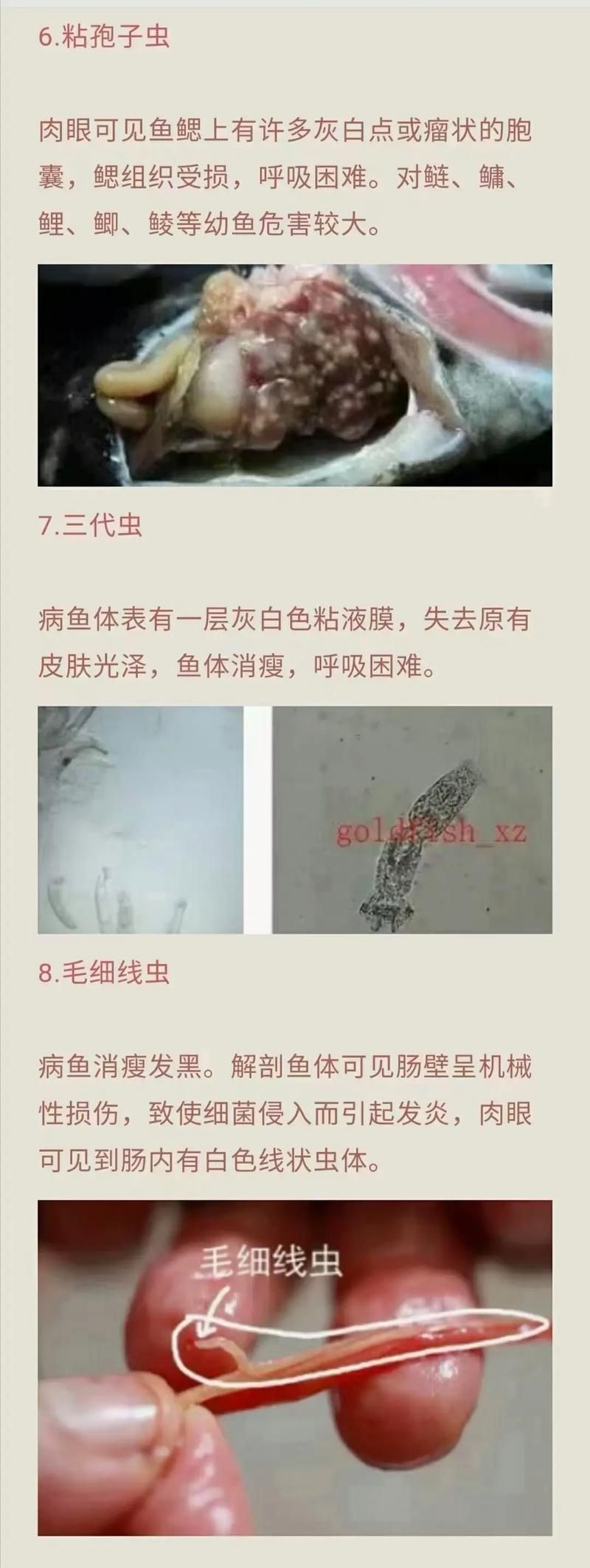 金龍魚寄生蟲圖片【關于金龍魚寄生蟲感染的詳細圖文分析】