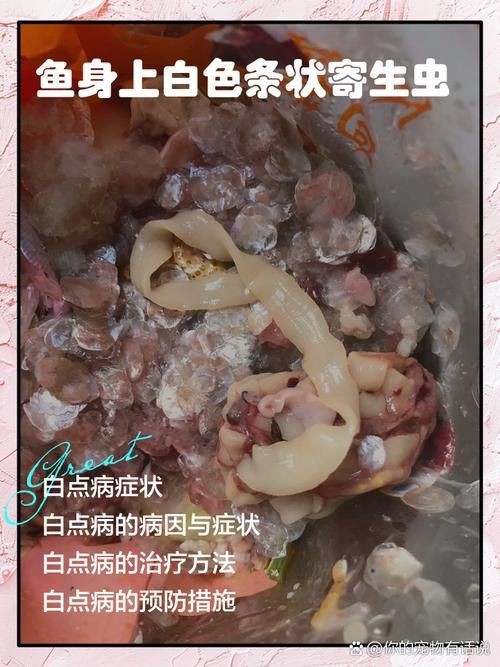 金龍魚寄生蟲圖片【關于金龍魚寄生蟲感染的詳細圖文分析】