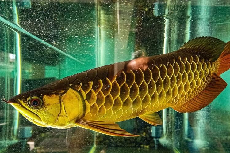 金龍魚寄生蟲圖片【關于金龍魚寄生蟲感染的詳細圖文分析】