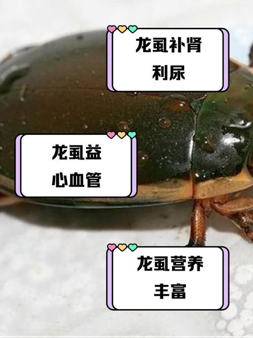 金龍魚寄生蟲圖片【關于金龍魚寄生蟲感染的詳細圖文分析】