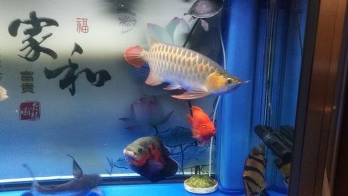 金龍魚寄生蟲圖片【關于金龍魚寄生蟲感染的詳細圖文分析】