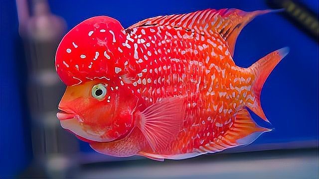 魟魚混養(yǎng)最忌三種魚