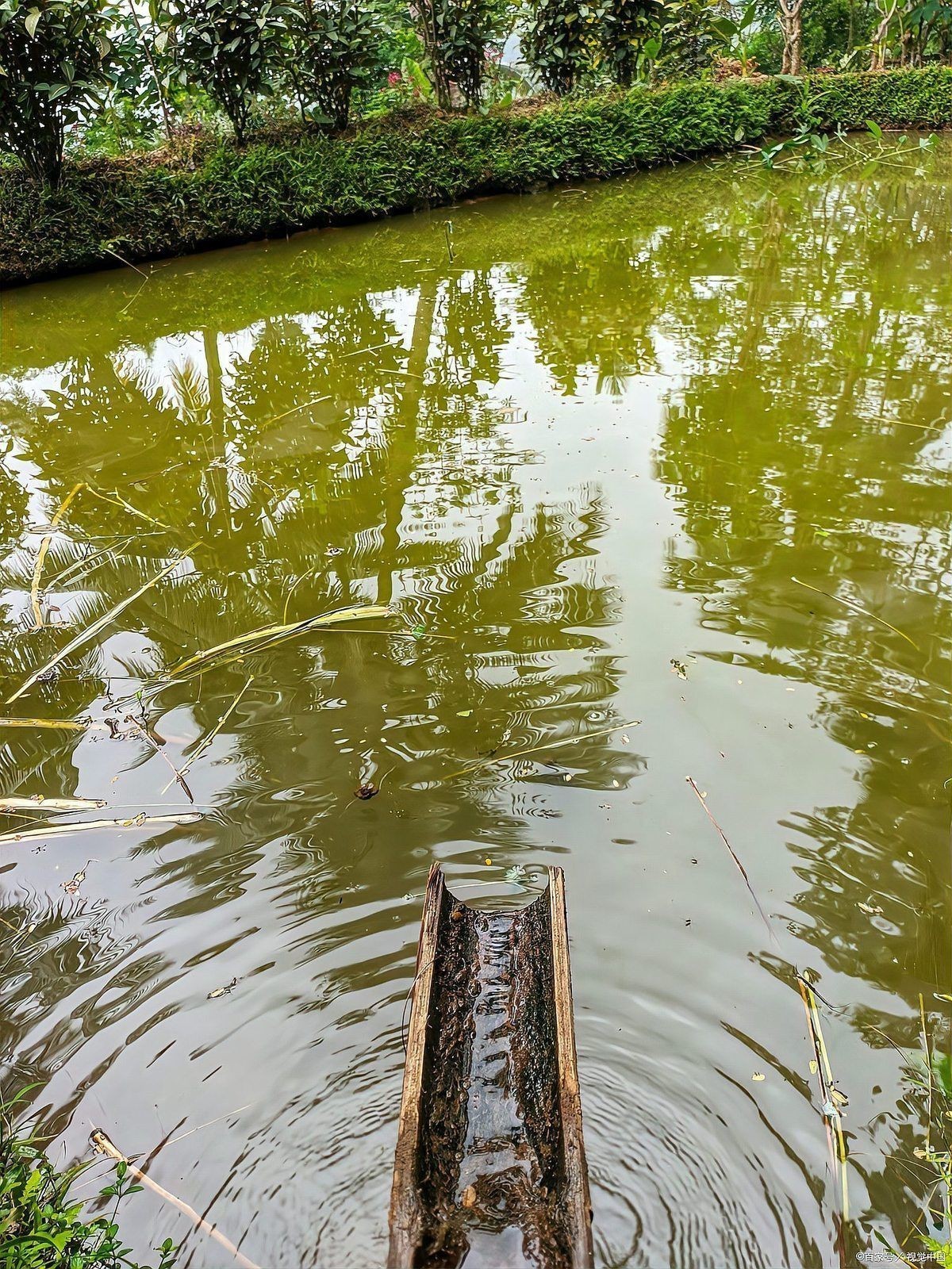 錦鯉混養最忌三種魚【錦鯉與金魚混養的注意事項】