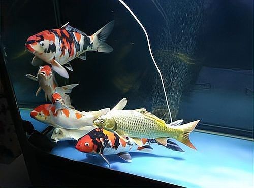 錦鯉混養最忌三種魚【錦鯉與金魚混養的注意事項】