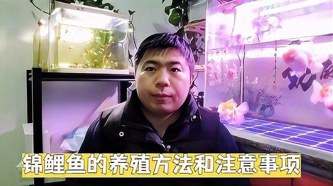 錦鯉魚飼養(yǎng)需要注意什么？【養(yǎng)錦鯉魚需要注意哪些問題？】