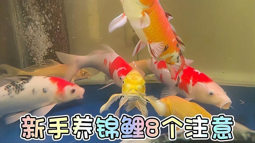 錦鯉魚飼養(yǎng)需要注意什么？【養(yǎng)錦鯉魚需要注意哪些問題？】