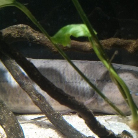 非洲肺魚(yú)簡(jiǎn)介【非洲肺魚(yú)在非洲肺魚(yú)棲息地初見(jiàn)成效4億年未消失的奇跡】