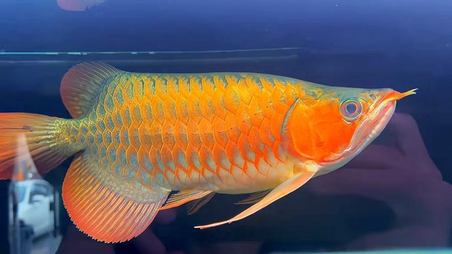 福龍魚有哪些品種圖片【如何區分福龍魚的品種及種？】