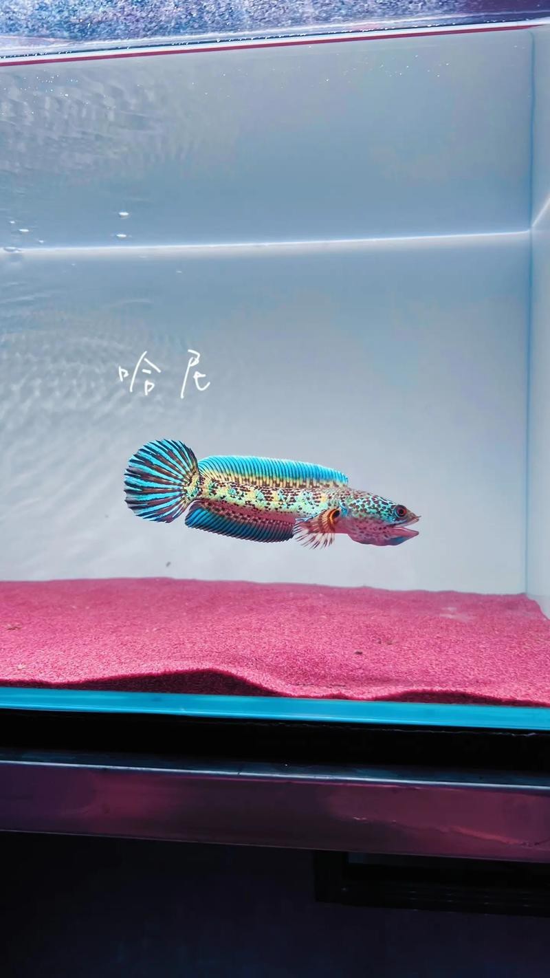 能提供幾張高清的雷龍圖片嗎？【40種雷龍魚品種圖鑒大全(一眼眸先生盼安康】