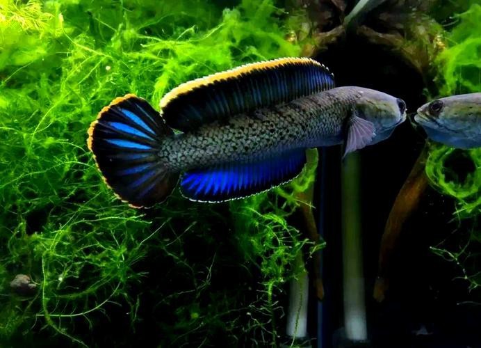 能提供幾張高清的雷龍圖片嗎？【40種雷龍魚品種圖鑒大全(一眼眸先生盼安康】