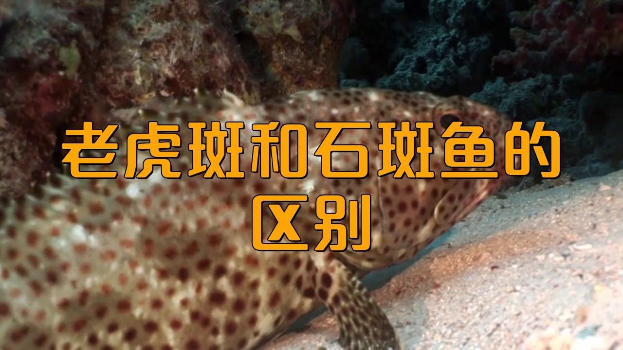老虎斑好還是石斑魚好
