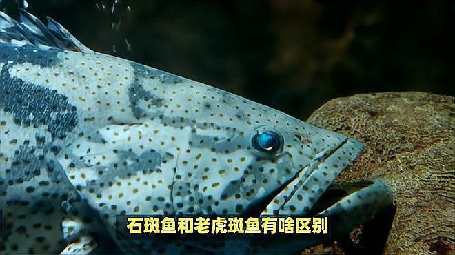 老虎斑好還是石斑魚(yú)好