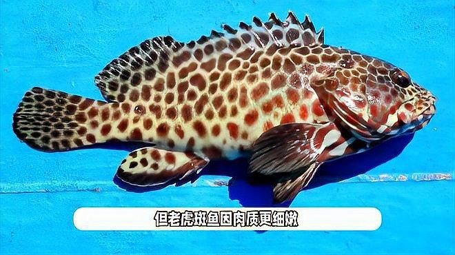 老虎斑好還是石斑魚(yú)好