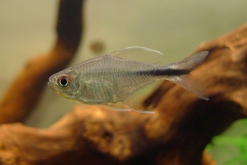 紅勾銀版魚【紅勾銀板魚怎么養？】
