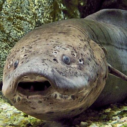 肺呼吸的魚為何不建議養【關于肺魚的問題】