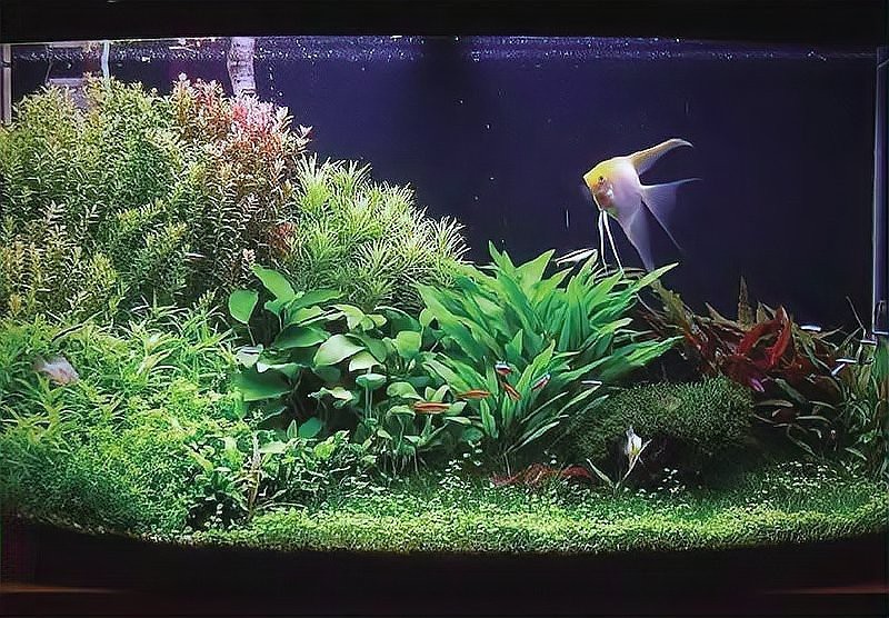如何根據龍魚階段調整燈光高度？【龍魚不同階段調整燈光高度的建議】