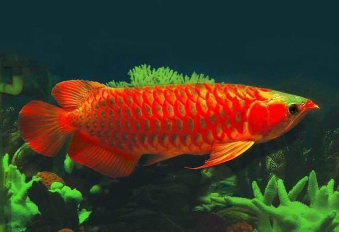 給我一些高清的紅龍魚圖片【養魚大全，印尼賽級赤血紅龍照片】