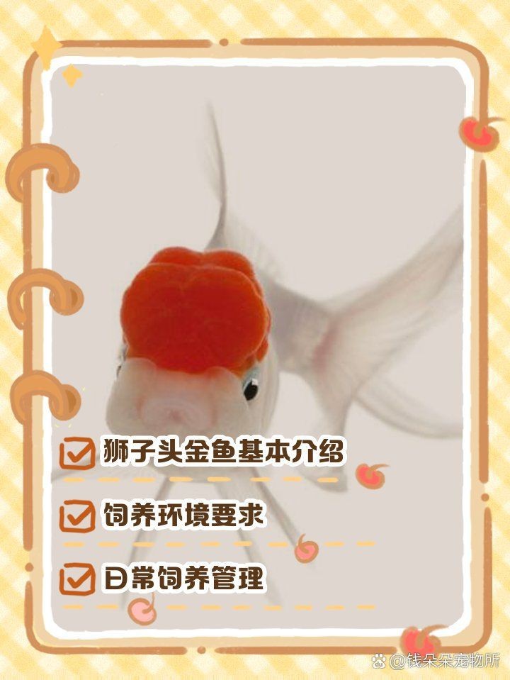 紅獅子頭金魚好養活嗎【獅子頭金魚好養嗎】