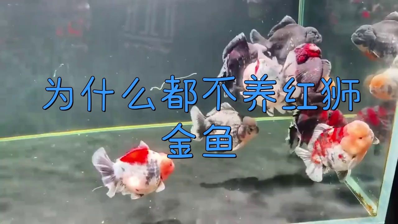 紅獅子頭金魚好養活嗎【獅子頭金魚好養嗎】
