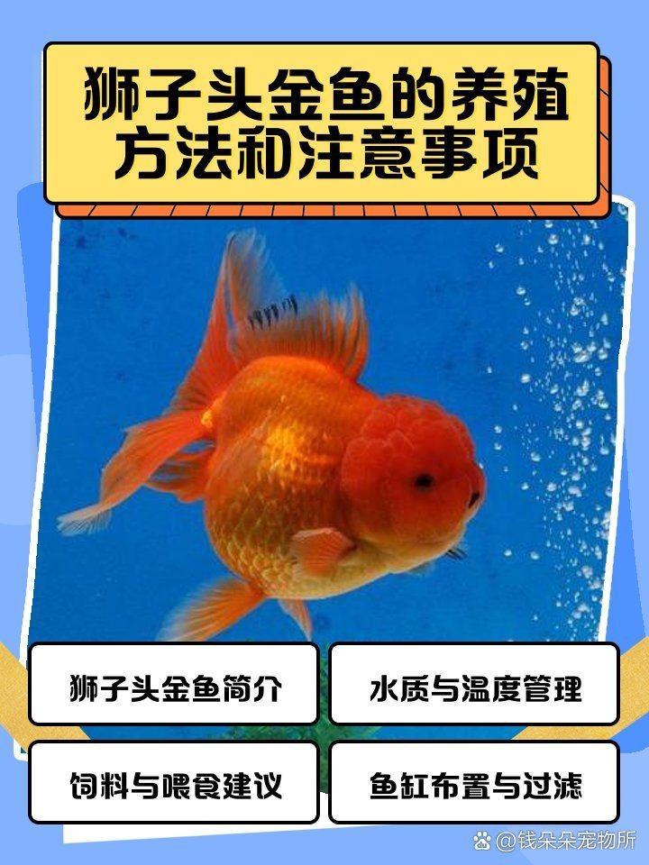 紅獅子頭金魚好養活嗎【獅子頭金魚好養嗎】