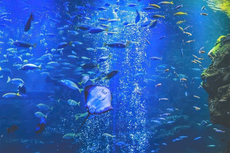麟游水族店【麟游水族探秘記：西海湖畔的生態奇緣】