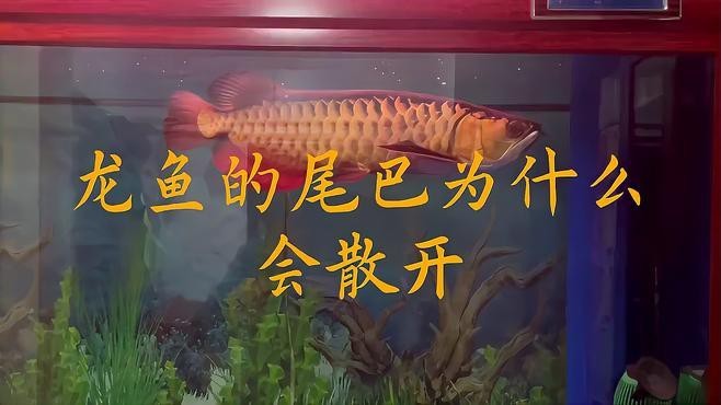 龍魚掉尾后如何護理？【智能模式回答完成調(diào)用工具：百度健康】