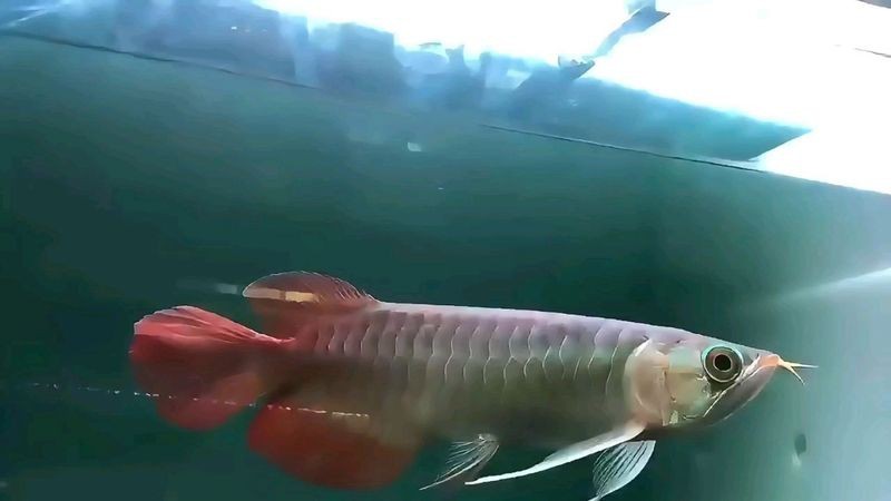 賽級龍魚一只多少元【賽級龍魚價值與魅力從價格解析到觀賞魚市場價格解析】