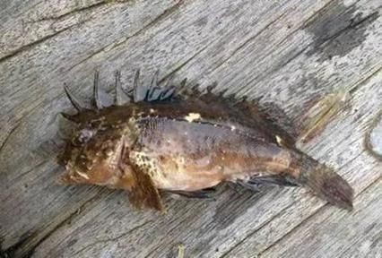 虎刺魚長什么樣圖片【世界上最容易上鉤的魚,農(nóng)民叫它“傻子魚”,味道絕美卻快被滅絕!】 虎刺魚長什么樣圖片【世界上最容易上鉤的魚,農(nóng)民叫它“傻子魚”,味道絕美卻快被滅絕!】 龍魚論壇 第4張