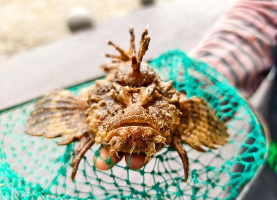 虎刺魚長什么樣圖片【世界上最容易上鉤的魚,農(nóng)民叫它“傻子魚”,味道絕美卻快被滅絕!】 虎刺魚長什么樣圖片【世界上最容易上鉤的魚,農(nóng)民叫它“傻子魚”,味道絕美卻快被滅絕!】 龍魚論壇 第2張