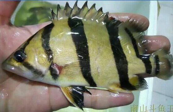 虎刺魚長什么樣圖片【世界上最容易上鉤的魚,農(nóng)民叫它“傻子魚”,味道絕美卻快被滅絕!】 虎刺魚長什么樣圖片【世界上最容易上鉤的魚,農(nóng)民叫它“傻子魚”,味道絕美卻快被滅絕!】 龍魚論壇 第8張