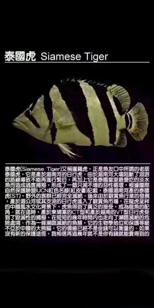 虎刺魚長什么樣圖片【世界上最容易上鉤的魚,農(nóng)民叫它“傻子魚”,味道絕美卻快被滅絕!】 虎刺魚長什么樣圖片【世界上最容易上鉤的魚,農(nóng)民叫它“傻子魚”,味道絕美卻快被滅絕!】 龍魚論壇 第21張
