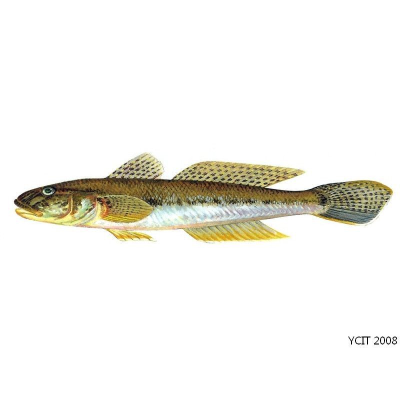 虎刺魚長什么樣圖片【世界上最容易上鉤的魚,農(nóng)民叫它“傻子魚”,味道絕美卻快被滅絕!】 虎刺魚長什么樣圖片【世界上最容易上鉤的魚,農(nóng)民叫它“傻子魚”,味道絕美卻快被滅絕!】 龍魚論壇 第27張