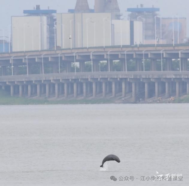 魚智商相當于人幾歲【關于魚類智商的科學研究】