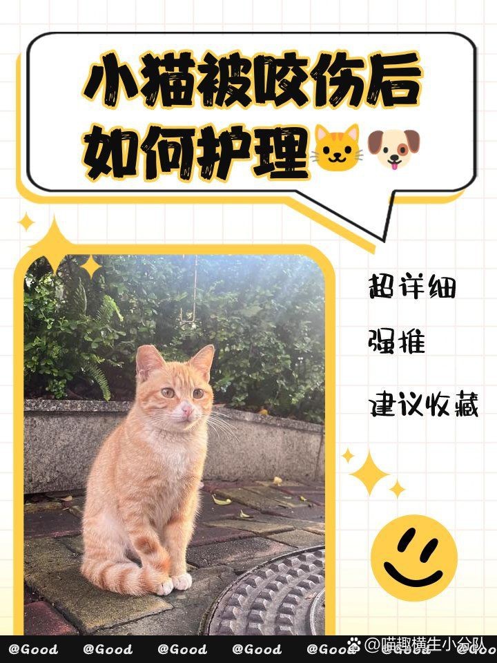 龍貓咬傷貓后如何處理【智能模式回答完成調(diào)用工具：百度健康被龍貓咬傷】