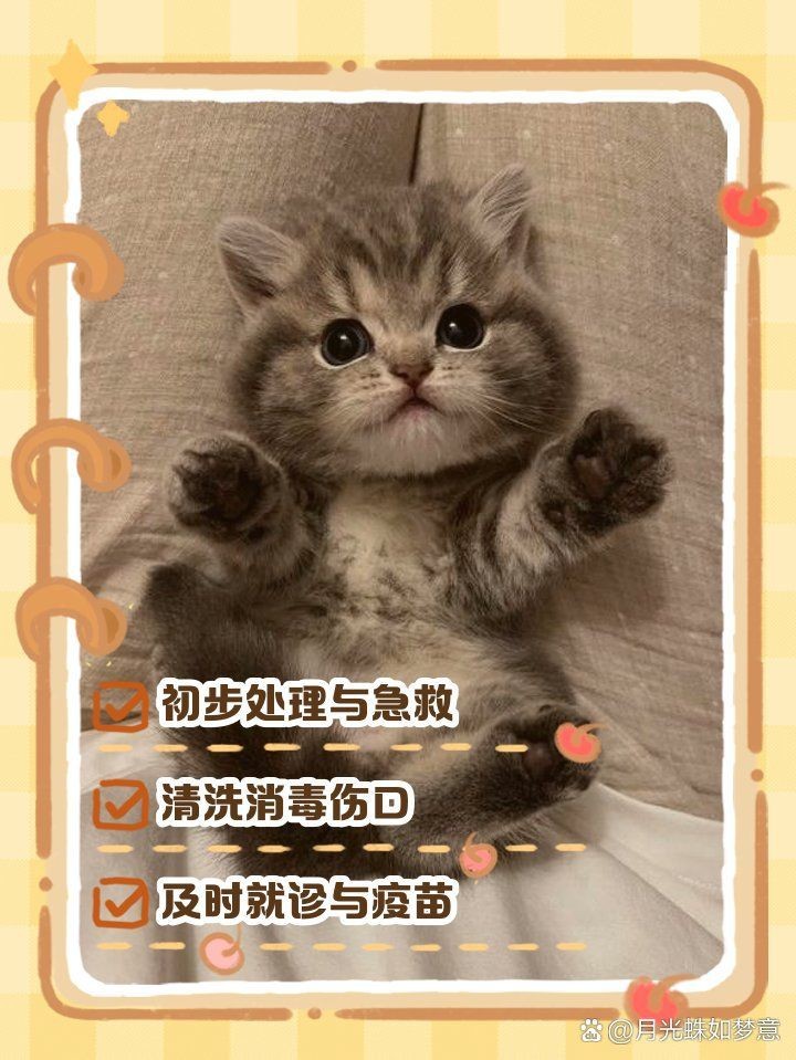 龍貓咬傷貓后如何處理【智能模式回答完成調(diào)用工具：百度健康被龍貓咬傷】