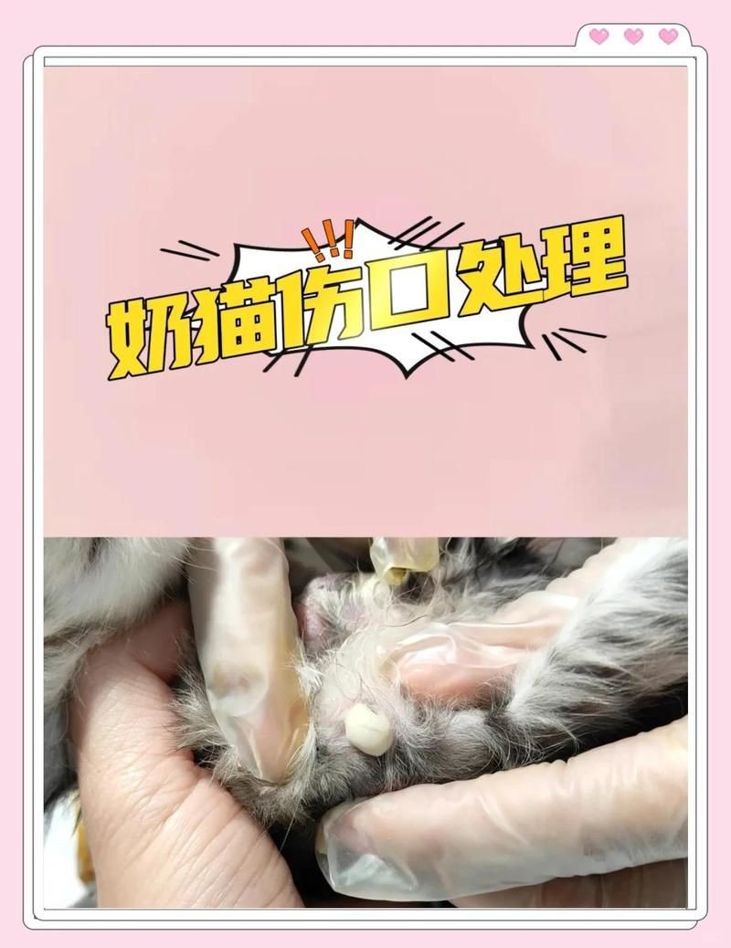 龍貓咬傷貓后如何處理【智能模式回答完成調(diào)用工具：百度健康被龍貓咬傷】